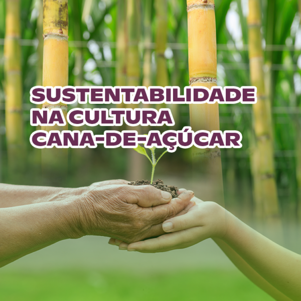 Sustentabilidade Na Cultura Da Cana Florindo Agro Tradição E Inovação No Campo 7134